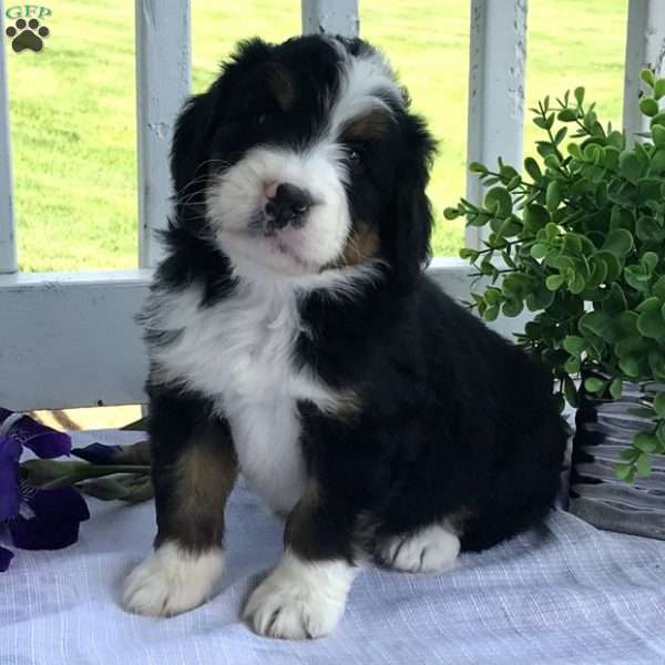 Blackberry, Bernedoodle Puppy